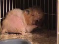 Stinkerbell the Hamster