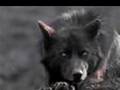 The Sight Trailer