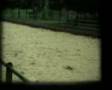 Alluvione Valtellina 1987