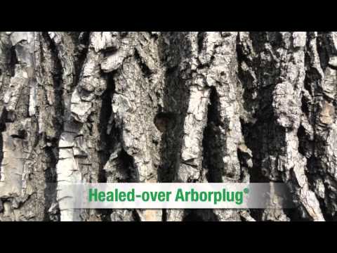 how to get rid whitefly