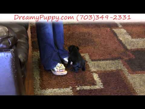 Handsome Male Pug Puppy