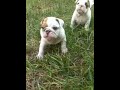 Playful 6 wk old English Bulldog Puppies for Sale