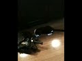 WTF scaredy kitty- kitten freaks out