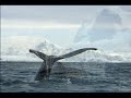 Support Antarctica`s Environment Today!
