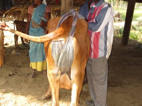 how to treat a prolapse ewe