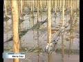 EN LA MOJONERA EL TEMPORAL HA DESTROZADO VARIAS EXPLOTACIONES AGRARIAS...