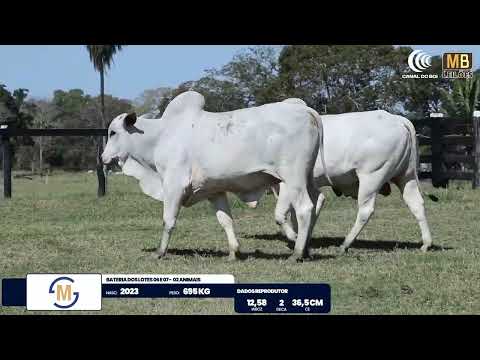 2� DE OLHO NA FAZENDA NELORE SESMARIAS