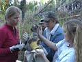 cougar kittens in northeast washington