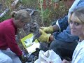 cougar kittens in northeast washington