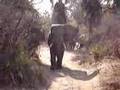 Elephant - Lower Zambezi National Park, Zambia