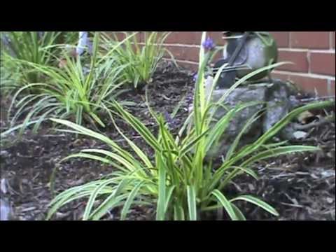 how to transplant monkey grass