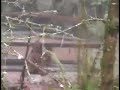animal-x-natural-mystery-unit.html