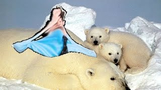 Influx of Polar bears Taking Towson by Storm