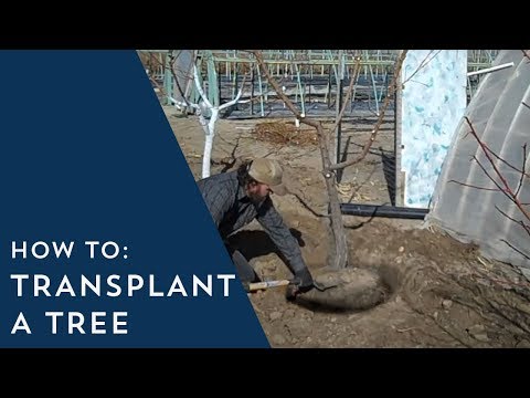 how to replant trees