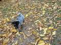 videos de Blue healer Puppy fetching ball