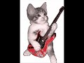 jingle cat's 3 cesar's boddy