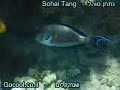 Sohal Tang fish ?? ???? ???? Sohal Tang fish ?? ???? ????