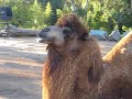 Holly Watches Camel