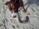 Mieka vs. The Sand Shark