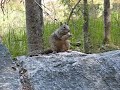 Crazy Yosemite Squirrel
