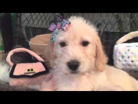 Lovely, cream St Labradoodle female