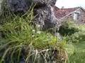 carmona cantabria