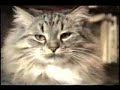 Funny Cats Funny Cats