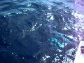 PESCA GROSSA BARTOLOMEO COLLURA KEY WEST