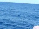 bottle nosed dolphins bottle nosed dolphins