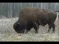 Big Bull Buffalo