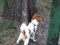 Don't eat the brave bird you overly friendly puppy!