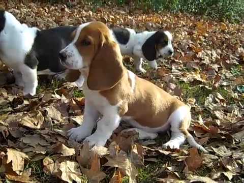 Red and White Female Basset Hound Puppy
