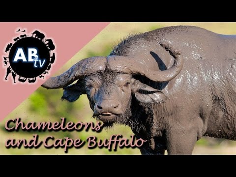 YouTube reptile video