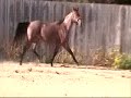 Docs Glo N Oak free lunging
