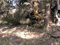 ATV on Tree