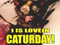 gatos-divertidos-parte-1.html