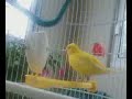 mes oiseaux