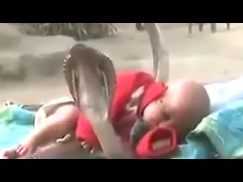 Cobras Protecting Sleeping Baby?