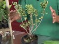 Plants\ Plants\