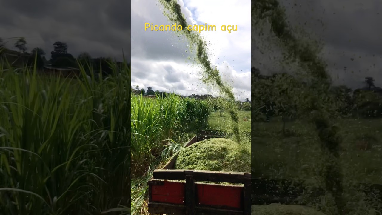 Esse trator e pressão #capimaçu #fazenda #masseyferguson