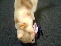 ハニービー動画