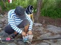 Pole fishing in singapore for Streaked/White-spott Spinefoo