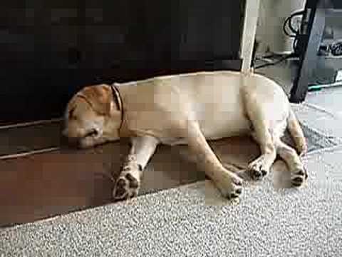 Cooper-vision: Big & tired pup!