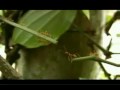 Buen Equipo de Trabajo _ isei.wmv