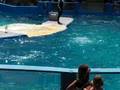 videos de Miami Seaquarium