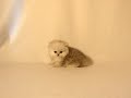 Cutest Persian Kitten