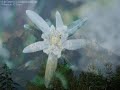 Edelweiss - Dansk tekst Poul sang