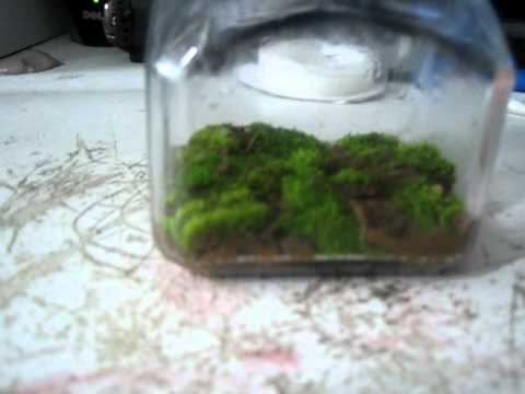 how to grow kyoto moss spores