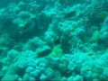 Divind in Dahab
