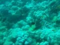 Divind in Dahab
